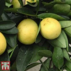 The Marmalade Collection - Gift -EcoFlora Sales Shop MARM KC5987 C