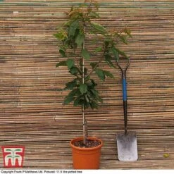 Cherry 'Morello' 11 Cherry 'Morello' -EcoFlora Sales Shop MATT CHERRY DEL G7