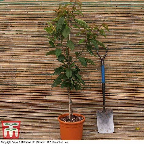 Cherry 'Morello' 7 Cherry 'Morello' - Image 5