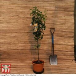 Pear 'Beurré Hardy' -EcoFlora Sales Shop MATT PEAR PATIO 11 5L DEL G