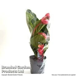 Medinilla Magnifica 'Flamenco' -EcoFlora Sales Shop MEDI FLAME17CM T49630