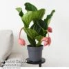 Medinilla Magnifica 'Flamenco' -EcoFlora Sales Shop MEDI FLAMENCO T49631