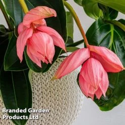 Medinilla Magnifica 'Flamenco' -EcoFlora Sales Shop MEDI FLAMENCO W48807