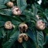 Medlar 'Nottingham' -EcoFlora Sales Shop MEDL CWW3404 A h