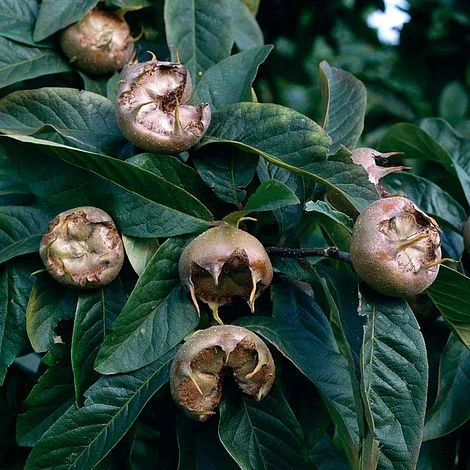 Medlar 'Nottingham' 3 Medlar 'Nottingham'