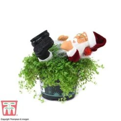 'Mind Your Own Business' Santa - Gift -EcoFlora Sales Shop MIND WGKB7085 D