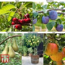 Fruit Tree Collection (Mini Fruit Tree) -EcoFlora Sales Shop MINI T56849 A