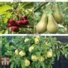 Fruit Tree Collection (Mini Fruit Tree) -EcoFlora Sales Shop MINI T56849 A2