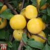 Plum 'Mirabelle Golden Sphere' -EcoFlora Sales Shop MIRA TKA1925 A