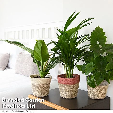 Calm Space Green Houseplant Mix In Decorative Wicker Basket 4 Calm Space Green Houseplant Mix In Decorative Wicker Basket - Image 2