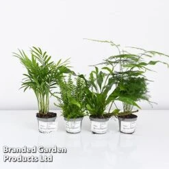 Green Houseplant Starter Mix 16 Green Houseplant Starter Mix -EcoFlora Sales Shop MIXD GREENSTAR KF0875 A