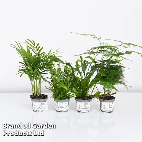 Green Houseplant Starter Mix 9 Green Houseplant Starter Mix - Image 7