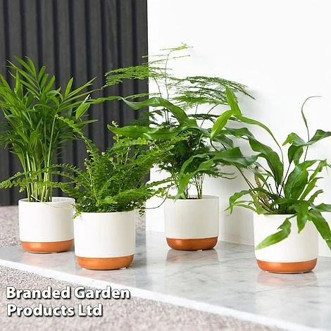 Green Houseplant Starter Mix 3 Green Houseplant Starter Mix