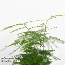 Green Houseplant Starter Mix 13 Green Houseplant Starter Mix -EcoFlora Sales Shop MIXD GREENSTAR KF0875 D