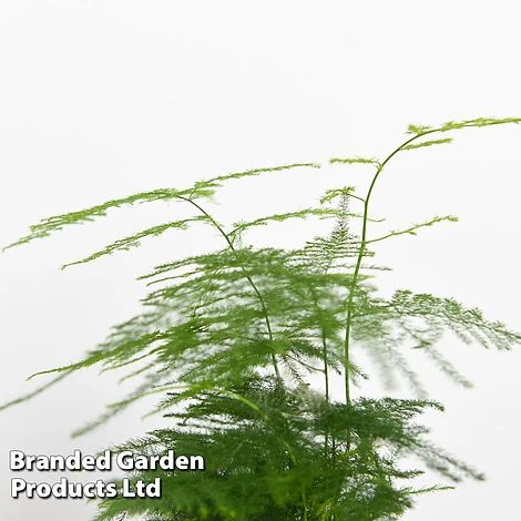 Green Houseplant Starter Mix 6 Green Houseplant Starter Mix - Image 4