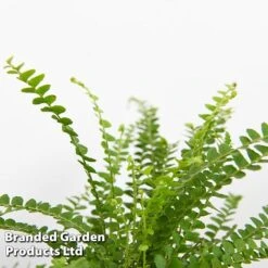 Green Houseplant Starter Mix 14 Green Houseplant Starter Mix -EcoFlora Sales Shop MIXD GREENSTAR KF0875 E