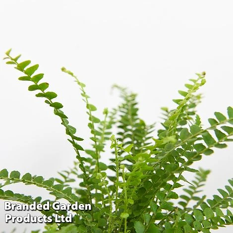 Green Houseplant Starter Mix 7 Green Houseplant Starter Mix - Image 5