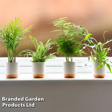 Green Houseplant Starter Mix 4 Green Houseplant Starter Mix - Image 2