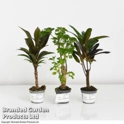 Houseplant Tropical Mix -EcoFlora Sales Shop MIXD TROPIC6CM T42638 A