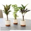 Houseplant Tropical Mix 1 Houseplant Tropical Mix -EcoFlora Sales Shop MIXD TROPICALH T42640 A