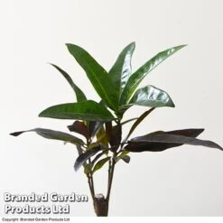 Houseplant Tropical Mix -EcoFlora Sales Shop MIXD TROPICALH T42646 A