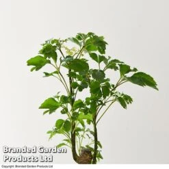 Houseplant Tropical Mix -EcoFlora Sales Shop MIXD TROPICALH T42648 A