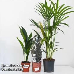 Almost Unkillable Houseplant Mixed Pot Collection -EcoFlora Sales Shop MIXD UNKILLMXDP T43995