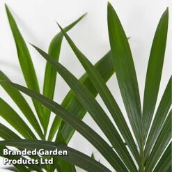 Almost Unkillable Houseplant Mixed Pot Collection -EcoFlora Sales Shop MIXD UNKILLMXDP T439991