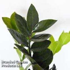 Almost Unkillable Houseplant Mixed Pot Collection -EcoFlora Sales Shop MIXD UNKILLMXDP T440001