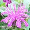 Monarda Didyma 'Balmy Lilac'