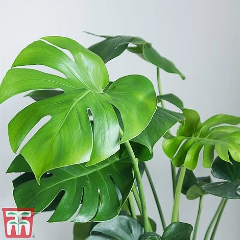Monstera Deliciosa 4 Monstera Deliciosa - Image 2