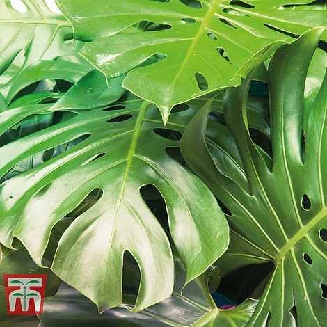 Monstera Deliciosa 10 Monstera Deliciosa - Image 8