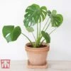 Monstera Deliciosa 1 Monstera Deliciosa -EcoFlora Sales Shop MONS TKA2925 E