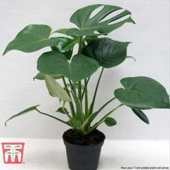 Monstera Deliciosa 21 Monstera Deliciosa -EcoFlora Sales Shop MONS TKA2925 F