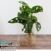 Monstera Adansonii In Kingston Vase -EcoFlora Sales Shop MONS ADANSONII T39645
