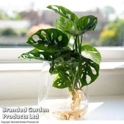 Monstera Adansonii In Kingston Vase -EcoFlora Sales Shop MONS ADANSONII T39648