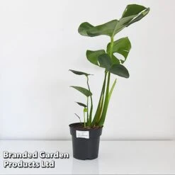 Monstera Deliciosa 16 Monstera Deliciosa -EcoFlora Sales Shop MONS DELIC17CM T43809