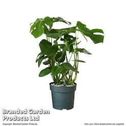Monstera Deliciosa In Hydro Pot -EcoFlora Sales Shop MONS DELIC30CM T506331