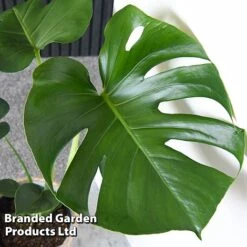 Monstera Deliciosa 18 Monstera Deliciosa -EcoFlora Sales Shop MONS DELICIOSA T43812