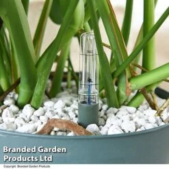 Monstera Deliciosa In Hydro Pot -EcoFlora Sales Shop MONS DELICIOSA T50615