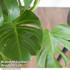 Monstera Deliciosa In Hydro Pot -EcoFlora Sales Shop MONS DELICIOSA T50752