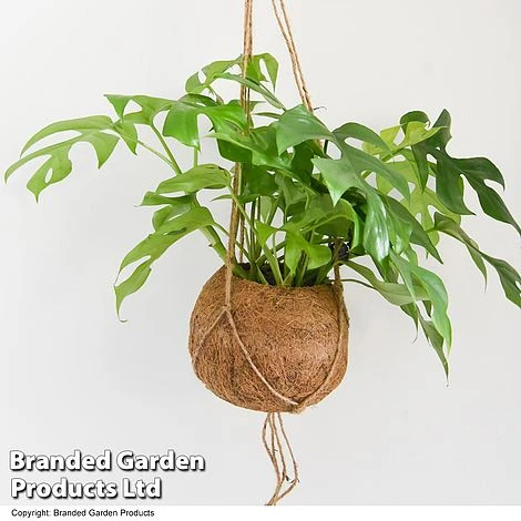 Monstera Minima In Kokodama Hanging Pot 5 Monstera Minima In Kokodama Hanging Pot - Image 3