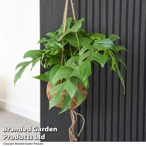 Monstera Minima In Kokodama Hanging Pot 4 Monstera Minima In Kokodama Hanging Pot - Image 2