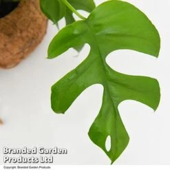 Monstera Minima In Kokodama Hanging Pot 10 Monstera Minima In Kokodama Hanging Pot -EcoFlora Sales Shop MONS KOKODAMA T43832