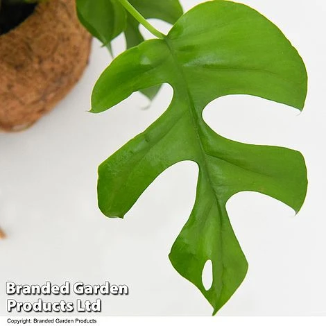 Monstera Minima In Kokodama Hanging Pot 6 Monstera Minima In Kokodama Hanging Pot - Image 4