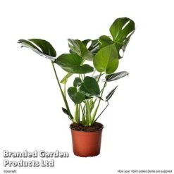 Monstera Deliciosa 'Tauerii' -EcoFlora Sales Shop MONS TAUER10CM S50443