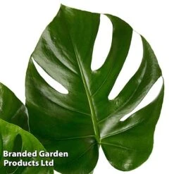 Monstera Deliciosa 'Tauerii' -EcoFlora Sales Shop MONS TAUERII S50444