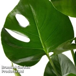 Monstera Deliciosa 'Tauerii' -EcoFlora Sales Shop MONS TAUERII S50445