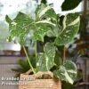 Monstera Deliciosa 'Thai Constellation' -EcoFlora Sales Shop MONS THAICOLLE W48798