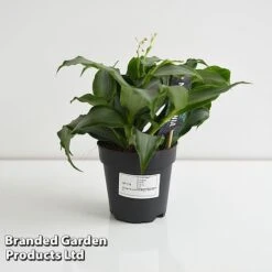 Murdannia Loriformis 'Bright Star' -EcoFlora Sales Shop MURD BRIGH12CM T44583